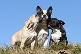 BOULEDOGUE FRANCAIS 519